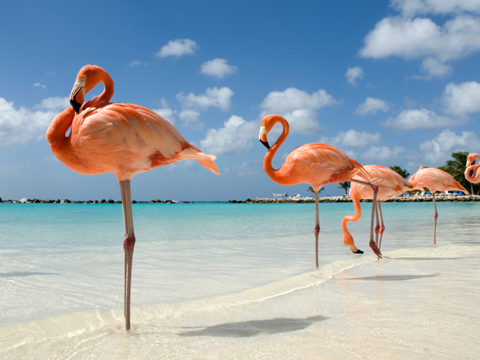 Vacaciones de julio en el Caribe o Brasil